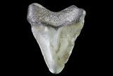 Juvenile Megalodon Tooth - Georgia #83563-1